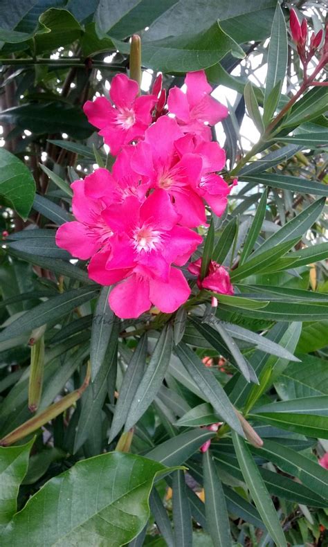 Oleander Nerium Oleander This Evergreen Shrub Can Reach Heights Of Up