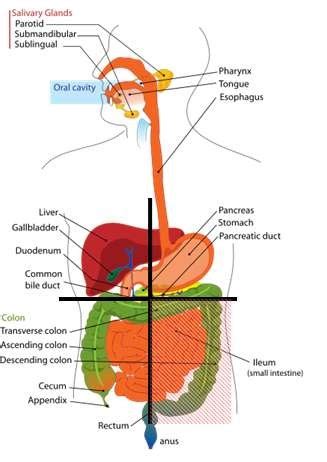 The left kidney, small intestine and descending colon are all found at the lower left side of the back, also known as the left lumbar region. Left Upper Quadrant Pain | Health | Patient