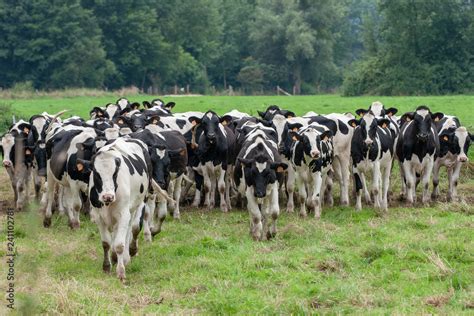 Troupeau De Vaches Laitières De Race Holstein Stock Photo Adobe Stock