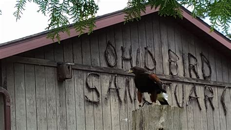 Celebrate The Outdoors During Mohican Wildlife Weekend 1812blockhouse