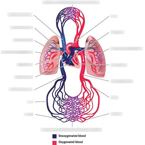 Kaplan Mcat Biology 71a Anatomy Of The Cardiovascular System Diagram