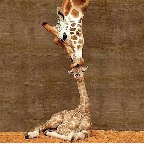 Mother And Baby Giraffe Cute Animals Cute Baby Animals