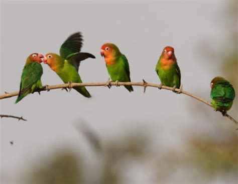 Lovebird Penjelasan Klasifikasi Dan Jenisnya Soal Petani