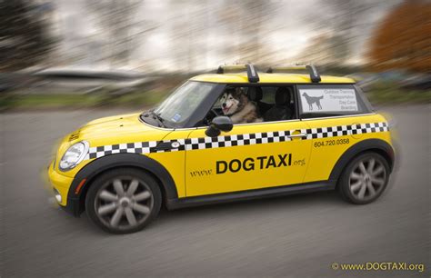 Dog Taxi Mini Cooper Yellow Vancover Canada Zombie Tsunami Pet Taxi