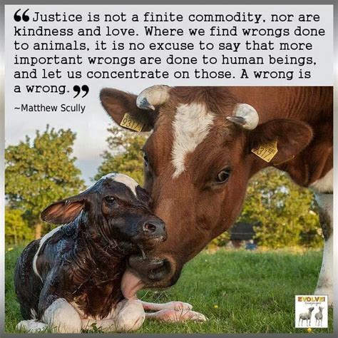 Pin By Debbie Price On Vegan Ⓥ Raising Cattle Dairy Cows Cow