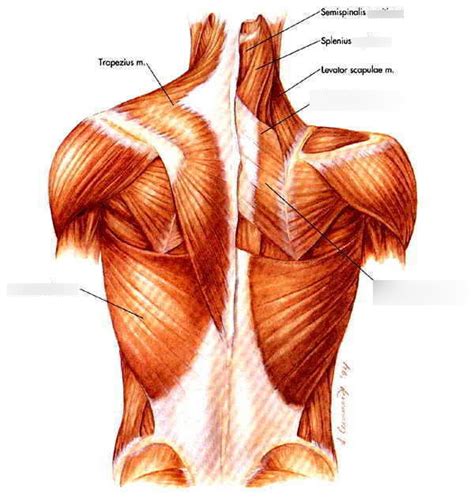 Epaxial Muscles Of Neck Review Diagram Quizlet
