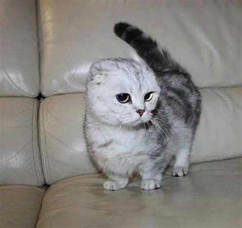 Pin By Pam Fritts On Pretty Kitties Munchkin Cat Scottish Fold Cute