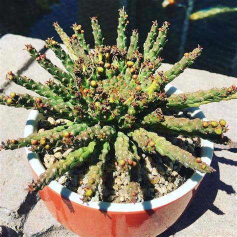 The grass is always greener at west coast gardens, fellow gardeners! Cactus of the Day. Today a nice Euphorbia Medusa Head that ...