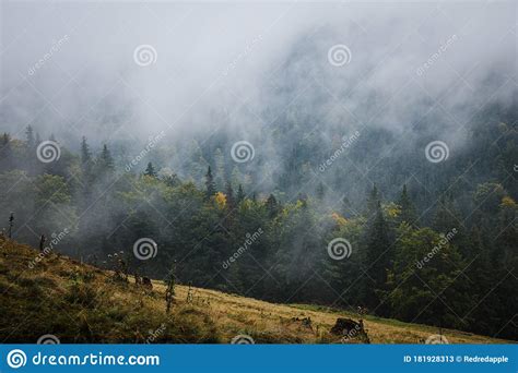 Cloudy Misty Fog Over Fir Forest In Mountains Stock Image Image Of