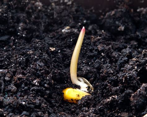 How Long For Corn To Germinate Top Facts And Tips