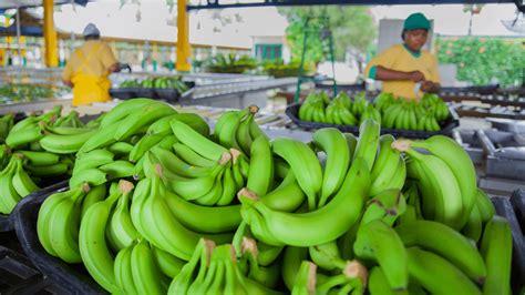 Banana Farmers And Workers Fairtrade Foundation