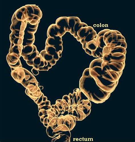 It starts from where the ileum ends, ascends upwards and passes across the top of. large_intestine.html 41_25HumanColon_UP.jpg
