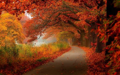 Red Leaves Autumn Trees Road Wallpaper 1920x1200 Resolution