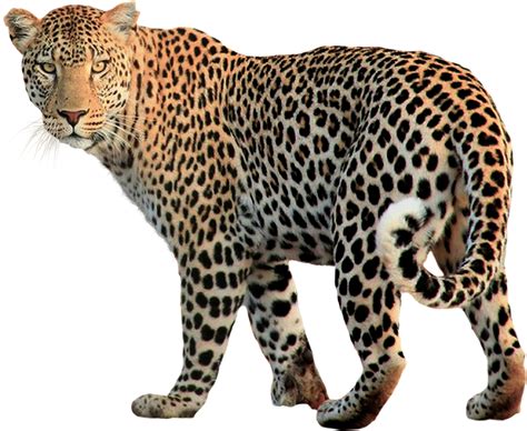 Isoliert Tier Leopard · Kostenloses Foto Auf Pixabay