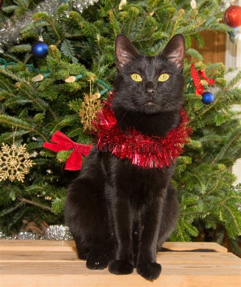 Small Black Cat In Front Of A Christmas Tree Stock Image Image Of