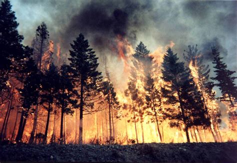 Forest Fire Flames Tree Disaster Apocalyptic 5 Wallpapers Hd