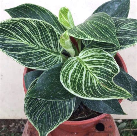 9 places to immerse yourself in plants in berlin. Philodendron "Birkin", Gardening, Plants on Carousell