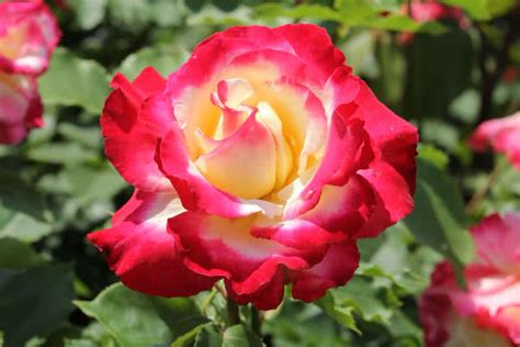10 Intensely Fragrant Roses To Plant In Your Garden The