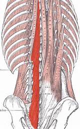 Pictures of Posterior Core Muscles