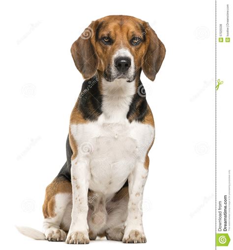 beagle sitting stock photo image