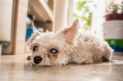 Katarak Pada Anjing Kenali Beragam Penyebab Dan Gejalanya Alodokter