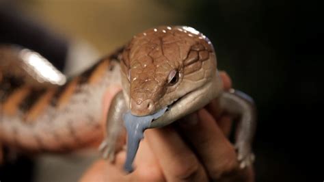 6 Cool Facts about Blue-Tongued Skinks | Pet Reptiles ...