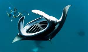 The Tiny Fish That Dice With Deadly Jaws These Giant Manta Rays Have A