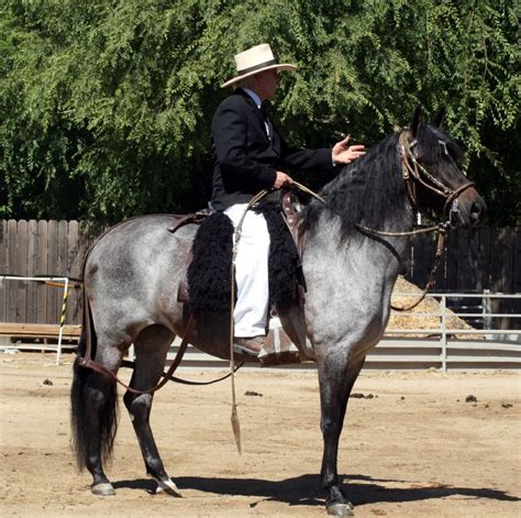 peruvian paso horse info origin history pictures