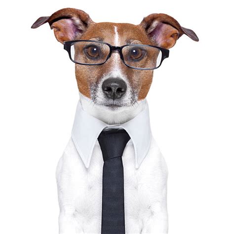 Dog In Suit Pictures Images And Stock Photos Istock