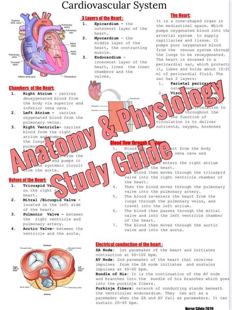 Anatomy And Physiology Study Guide Etsy India Nurse Study Notes