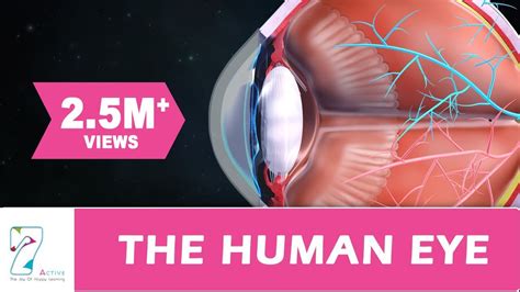 The Human Eye Youtube