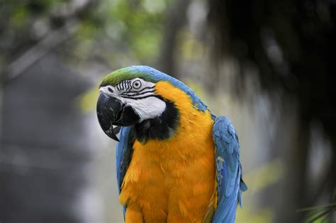 Macaw Free Stock Photo Public Domain Pictures