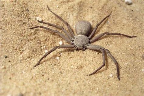 Top 10 Deadliest Spiders Listverse