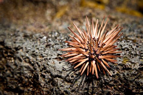 Hawaiian Pink Sea Urchin Photograph By Kenton Wandasan Pixels