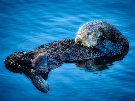 Otter Photographs Fine Art America