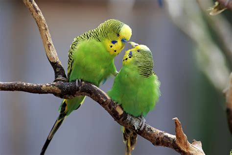Parakeet Budgie Difference