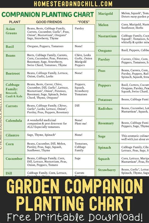 Curious About Companion Planting Come Dig In To Learn What Companion