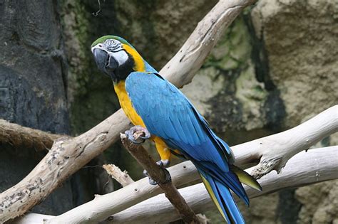 Bird Directory Blue And Yellow Macaw