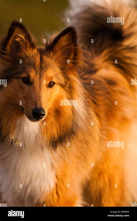 Lassie Tv Hi Res Stock Photography And Images Alamy