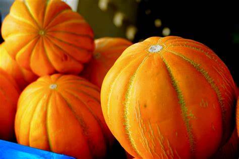 Тыква Дынная: особенности сорта, характеристика плодов, агротехника Картинка - Тыква Дынная: особенности сорта, характеристика плодов, агротехника