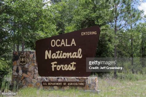 Ocala National Forest Photos And Premium High Res Pictures Getty Images