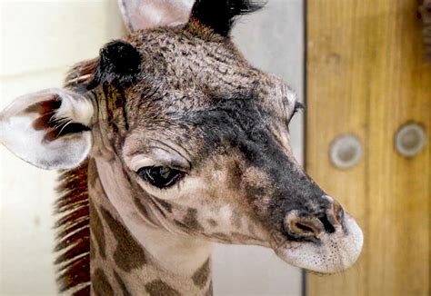 Baby Giraffe Born At Disneys Animal Kingdom Thedibb