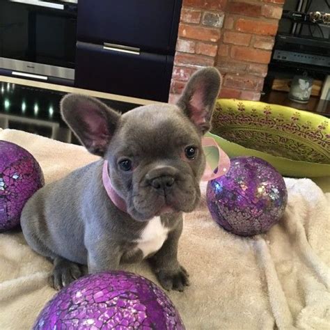 Dams often have to deliver pups by cesarean section, because pups have relatively large. French Bulldog Puppies For Sale | Phoenix Country Club, AZ ...