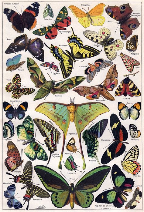 Butterflies Moth Art Vintage Free Stock Photo Public Domain Pictures