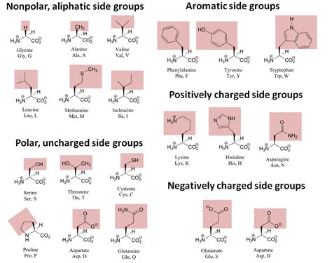 Amino Acids Chemistry Biochemistry And Nutrition Amit Kessel Phd