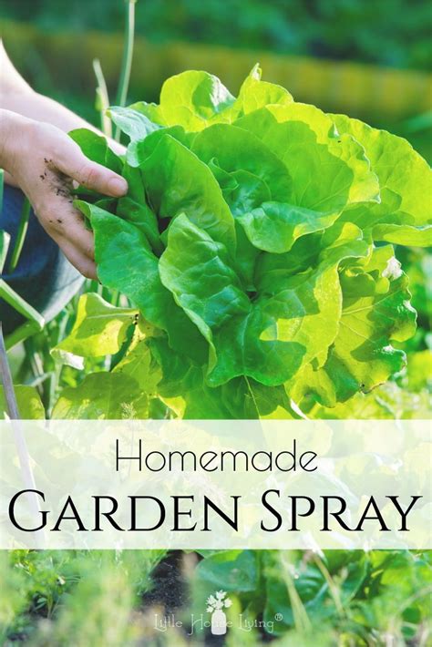 Homemade Pest Spray For Gardens Garden Pest Spray Garden Bug Spray