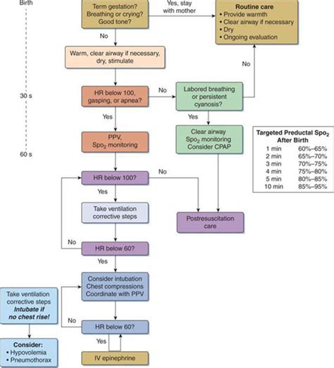 Neonatal Resuscitation Program Nrp Algorithm Overview