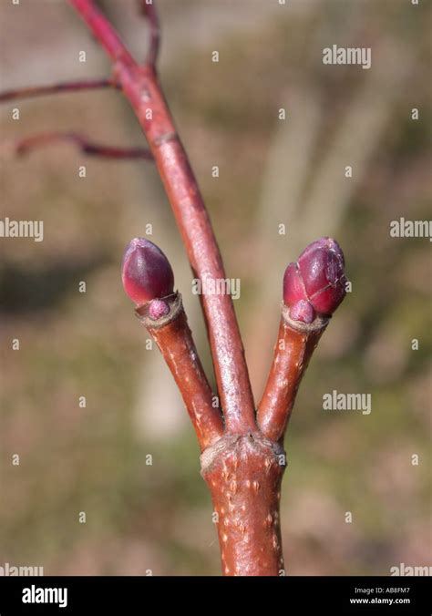 Norway Maple Acer Platanoides Buds Stock Photo Alamy