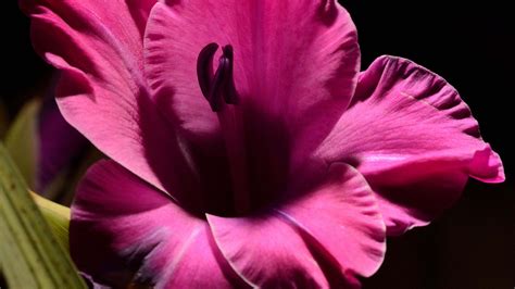 Pink Gladiolus Flower Petals Photography Dark Background 4k Hd
