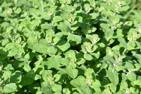 How To Grow And Care For Apple Mint At Home Petal Republic
